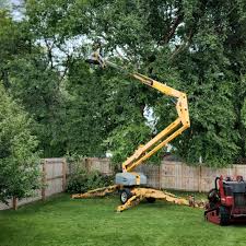 Trusted Niverville, NY Tree Care Services Experts