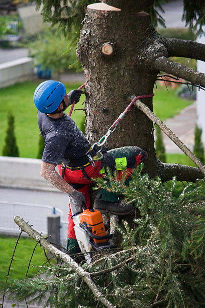 Best Tree Mulching  in Niverville, NY